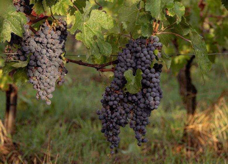 Château Le Pin Beausoleil